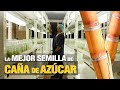 ¡LA MEJOR Semilla de Caña de Azúcar! 🌱