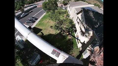 Aleppo Pine Removed / Temecula  CA