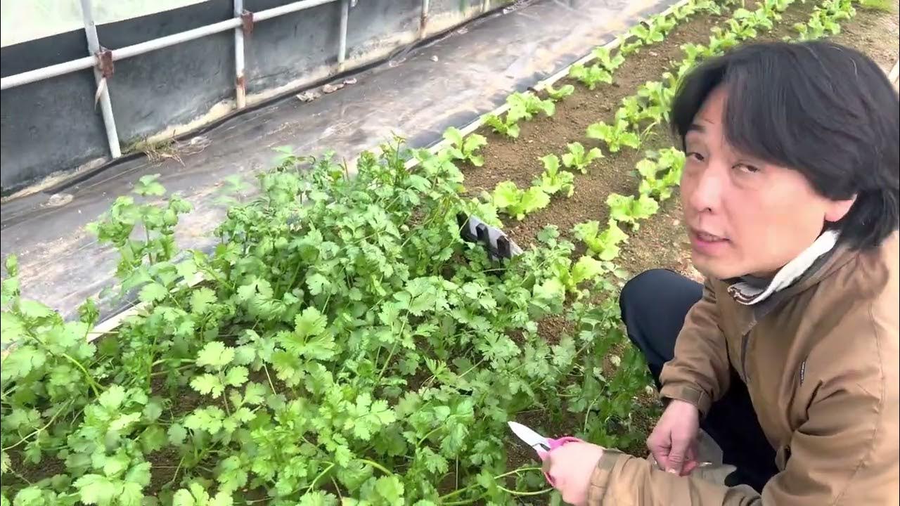 パクチーの収穫方法 Youtube