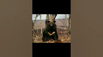 БЕЛОГРУДЫЙ МЕДВЕДЬ