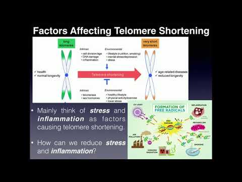 Telomeres and Telomerase: Aging Theory and Nutritional Applications