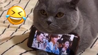 Funny Cat Videos | Cute Cat Videos 🤣😆 cat with phone 🥰❤️ #48