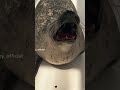 люблювас мем моизайки Seal животные милота пустьзалетит юмор Cute люблювас мем моизайки Seal животные милота пустьзалетит юмор Cute