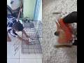 lepas sepatu #dayinmylife #shorts #trending #comedy #viral