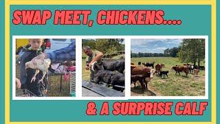 Farm Swap Meet Adventure 🐓 New Chickens + Surprise Calf at the Farm! #chicken #calf #farmvlog 
