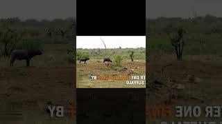 africa wild animals and wild animals things-malamala safari moments animals2021 wildanimals Lion