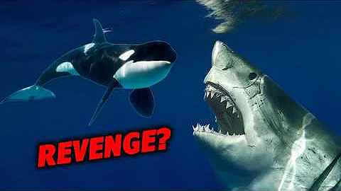 Can Great White Sharks Ever Win in Killer Whale Attacks?