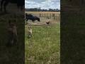 Cow vs Chicken #cow #chicken #rooster #chickenfight #roosterfight #cowattack #farm #homestead
