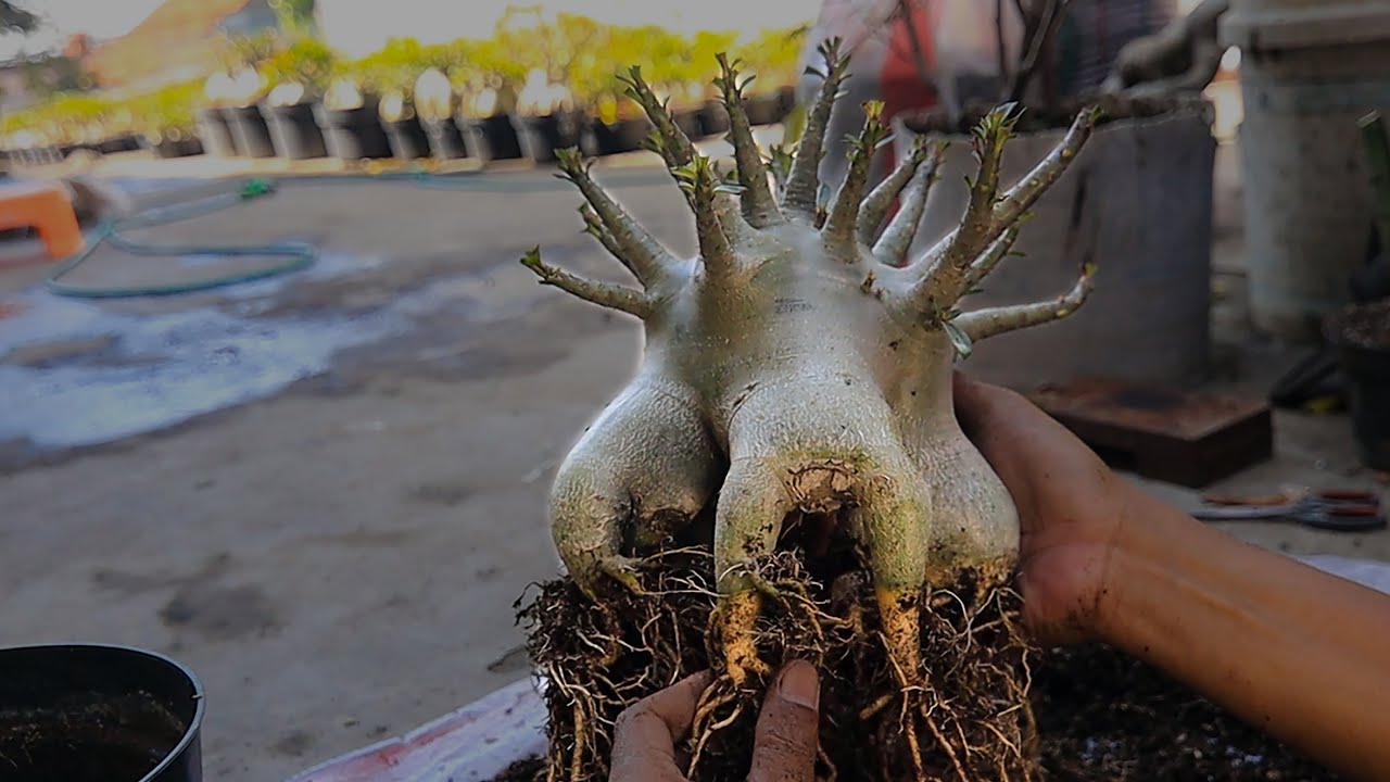 The Right Time to Repotting & Replace Adenium Planting Media. Desert