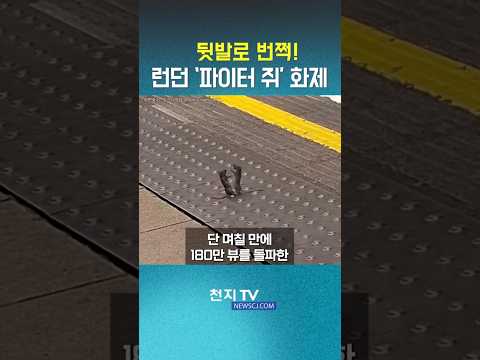 런던 지하철역 난투극?… 뒷발 주먹다짐 벌인 '파이터 쥐' 화제 #유머 #피자쥐 #해외이슈 thumbnail