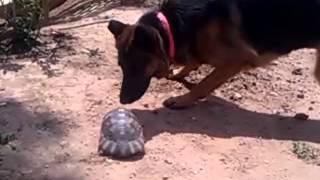 German Shepherd And A Turtle