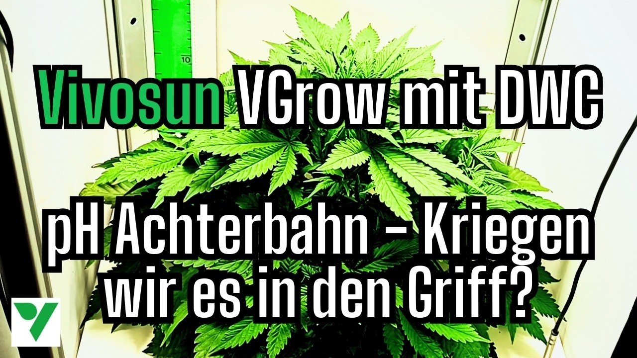 Vivosun VGrow mit DWC - Diablo Rojo XL Automatic - Seed to harvest - Teil 5