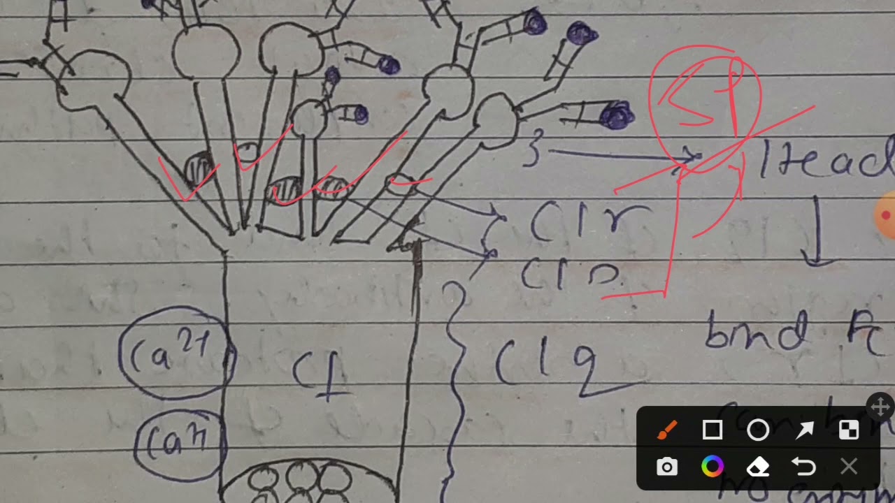 Classical Pathway Of Complement System 