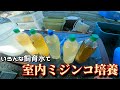 【メダカ飼育】ペットボトルを使って、いろんな飼育水でミジンコを培養してみた！