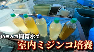 【メダカ飼育】ペットボトルを使って、いろんな飼育水でミジンコを培養してみた！