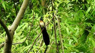 Chestnut  winged cuckoo