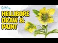 How to draw and paint a hellebore in watercolour
