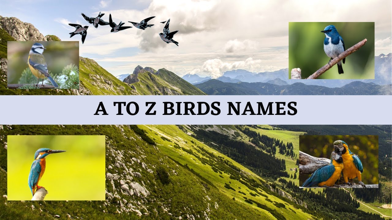 A to Z Birds Name | Birds | Birds Name in English for Kids