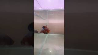 Plakat Betta Flaring