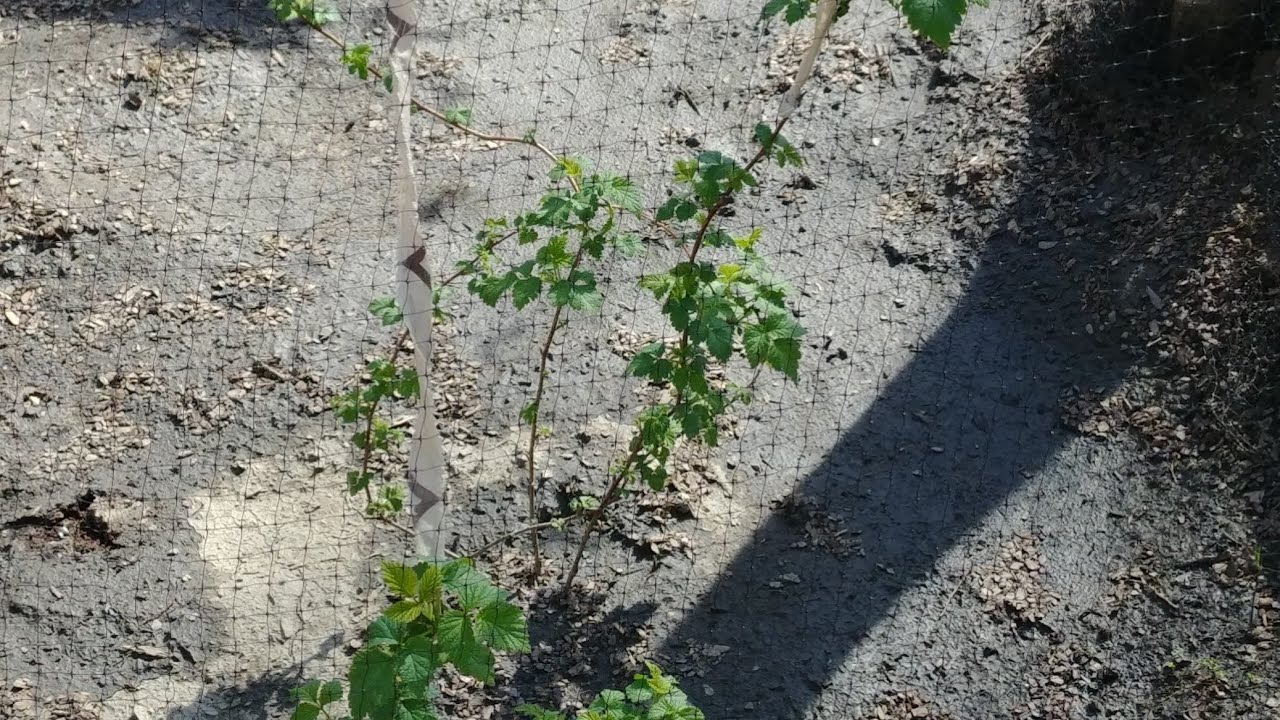 How to Move and propagate blackberry plant YouTube