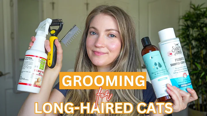 Video 9213261: maine coon cat, siberian, long haired breed, cat hair grooming, best grooming