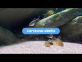 Pleins feux sur corydoras similis