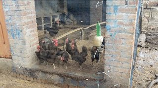 Chickens Farming In My Village House