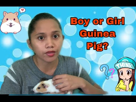 Video: Paano Matukoy Ang Kasarian Ng Isang Guinea Pig