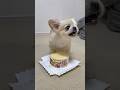 ガウガウした時の取り返し方【ペキチワのピノ】※続きの動画あります