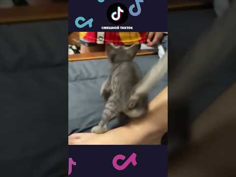НОВЫЕ ПРИКОЛЫ с котами 2025 😅 Смешные коты, Смешные видео #shorts #смешныекоты #смешныеживотные