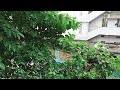 Natural Rain Sound For Study's $ Sleeping Raining Sound Rain Sound For Studying Raining Sound #rain