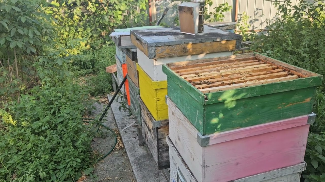 Toate mi se întâmplă numai mie ... mi-a roit stupul de pe cântar , schimbare pe plan !