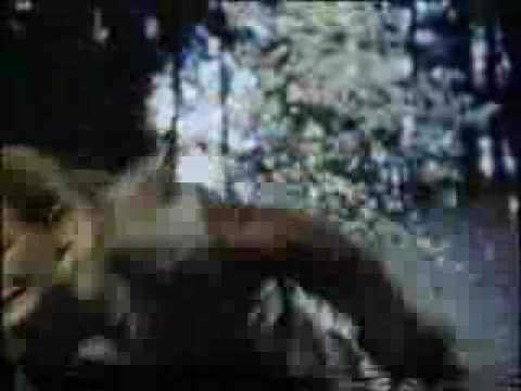 Ranker Video