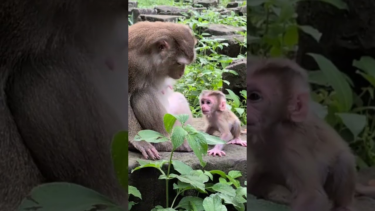 Where Love and Laughter Grow#40 