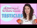 TESTICLES: Male Reproductive System, Pt.2