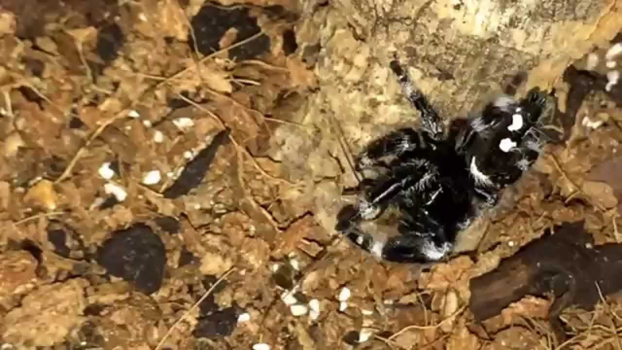 P Regius Feeding Vid YouTube