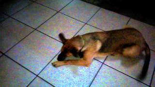Abby teases Lucy with a LASER pointer