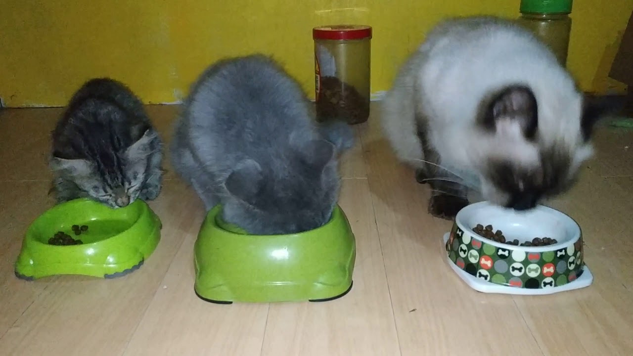 Cats Eating together YouTube