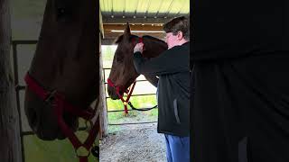 Penn Foster EXT2 Equine Halter
