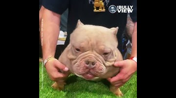 Deformed Micro Exotic Bully Dog Goes Viral at West Coast Bully Expo 6