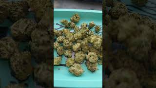 Opened Another Bag Of Indoor Smalls