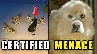 5 Pets That Fought Wild Animals And Won