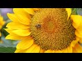 Sunflower Sunrich Gold Showcase 