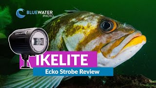 The New Ikelite Ecko Strobe Tested Underwater (Full Review + Sample Photos)