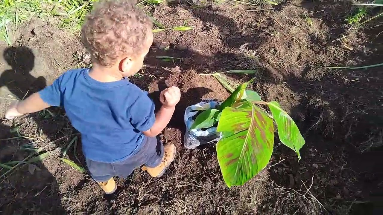 Mostrando as novilhas + milho+mudas de banana 