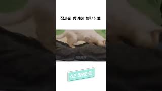 집사의 방귀에 놀란 냥이