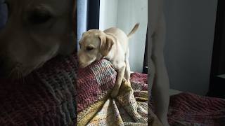 Hall Time Happy Wants To Do S