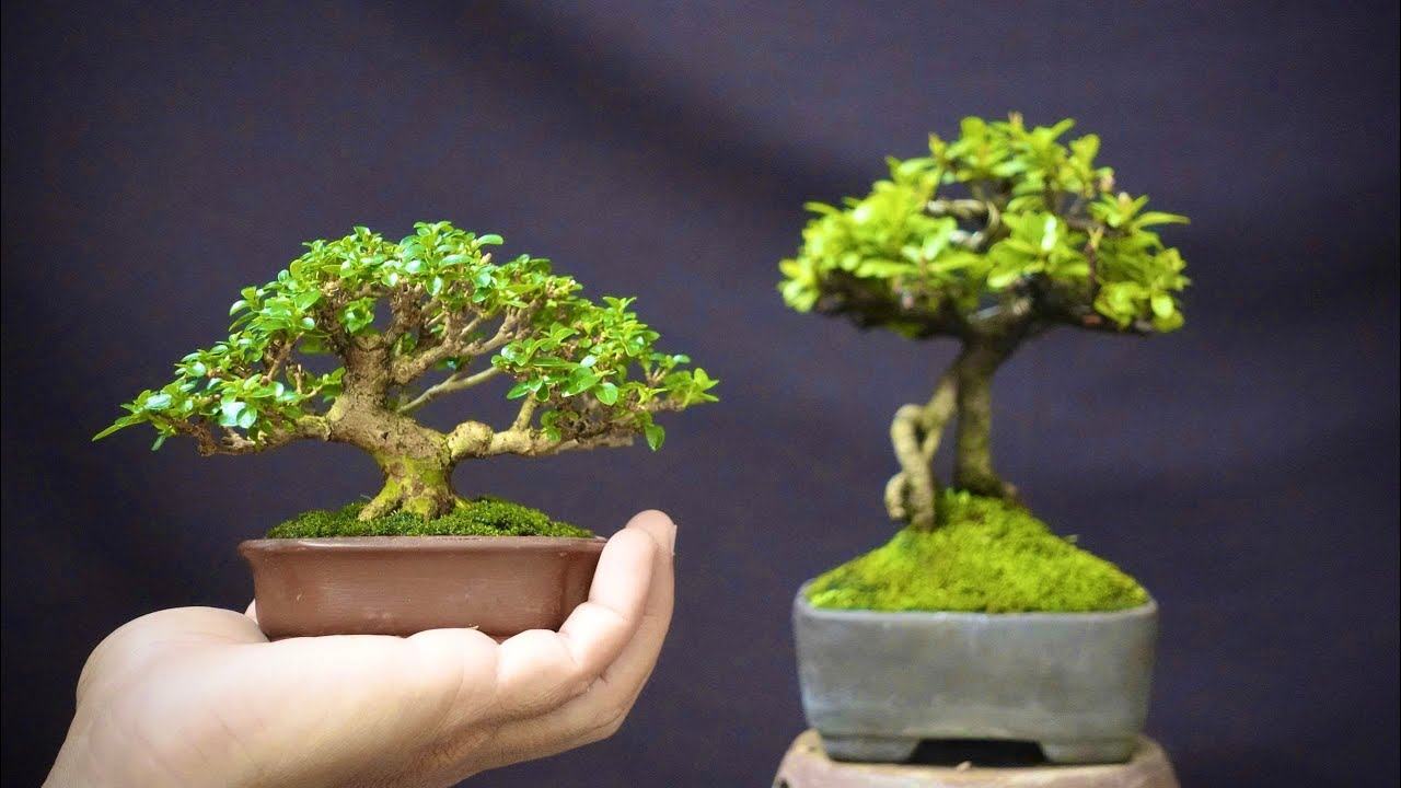 VIDEO MỪNG NĂM MỚI 2026 . MỒNG 8 TẾT