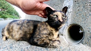 穴の中を覗くサビ猫、人間に気付くと「何でもないよ！」とモフらせてくれた