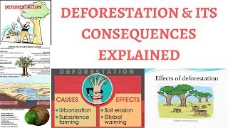 What is Deforestation ? - Causes & Effects